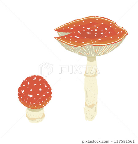 手繪的兩種毒蠅傘（大一小一對，變體 3）插圖 137581561