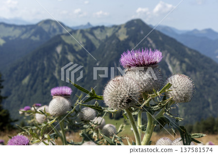 Bodenschneid mountain tour in springtime, Bavaria, Germany 137581574