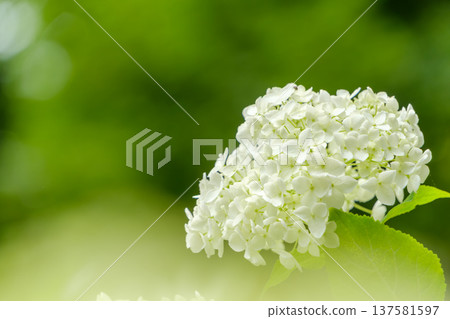 White Annabelle flowers wrapped in soft light and beautiful green bokeh White Annabelle flowers wrapped in soft light and beautiful green bokeh 137581597