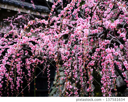 Early spring plum blossoms, plum blossoms, and pink petals are cute 137581634
