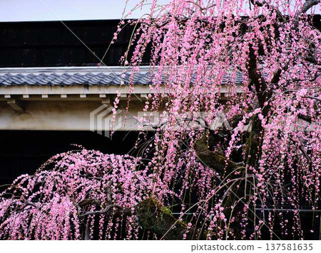 早春的梅花，梅花，粉紅色的花瓣，可愛極了 137581635