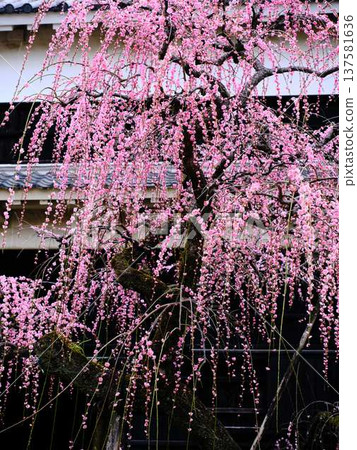 Early spring plum blossoms, plum blossoms, and pink petals are cute 137581636