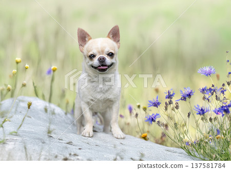 chihuahua in nature 137581784