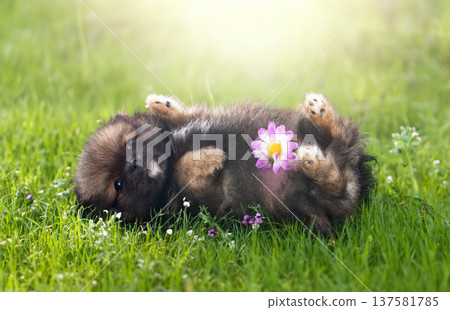 puppy pomeranian in grass puppy pomeranian in grass 137581785