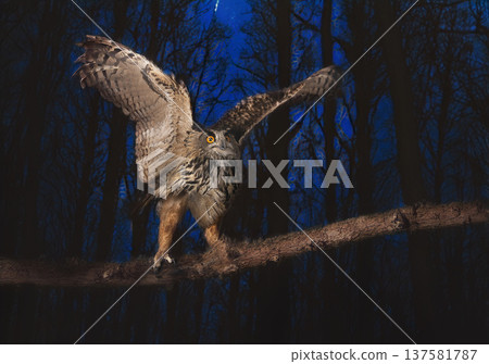 Eurasian eagle-owl in nature Eurasian eagle-owl in nature 137581787