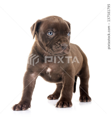 puppy bully XXL in studio puppy bully XXL in studio 137581795