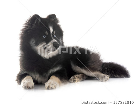 Pomsky in studio Pomsky in studio 137581810
