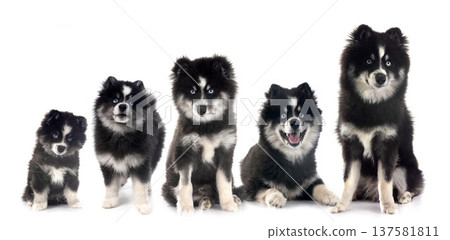 growth of Pomsky in studio growth of Pomsky in studio 137581811