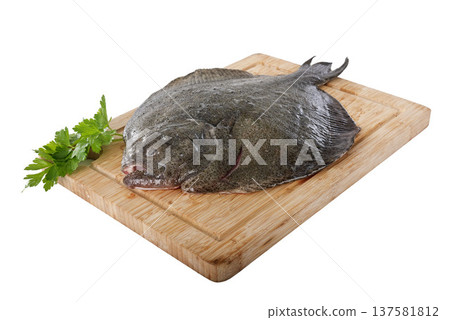 turbot fish in studio turbot fish in studio 137581812