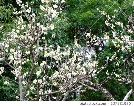 高知城的晚梅花 高知城的晚梅花 137581980