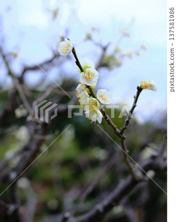 高知城的晚梅花 137581986