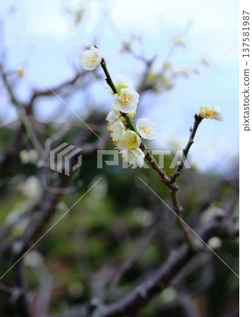 Late-blooming plum blossoms at Kochi Castle Late-blooming plum blossoms at Kochi Castle 137581987