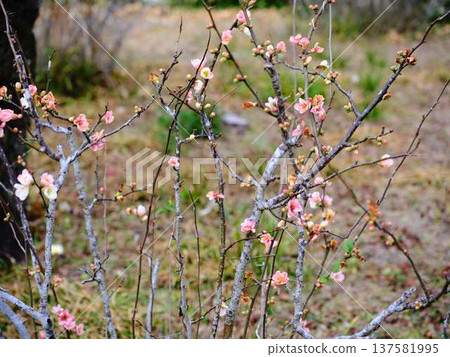 Late-blooming plum blossoms at Kochi Castle Late-blooming plum blossoms at Kochi Castle 137581995