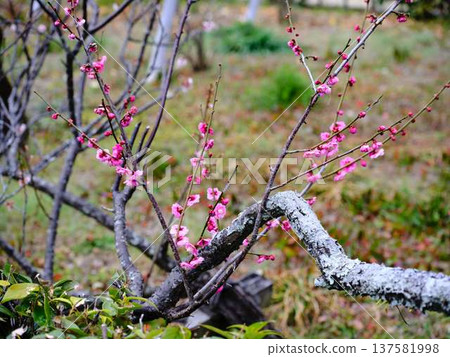 Late-blooming plum blossoms at Kochi Castle Late-blooming plum blossoms at Kochi Castle 137581998