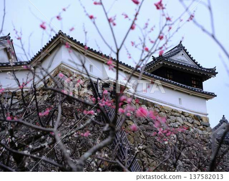 高知城的晚梅花 高知城的晚梅花 137582013