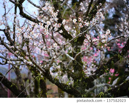 Late-blooming plum blossoms at Kochi Castle Late-blooming plum blossoms at Kochi Castle 137582023