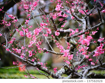 Late-blooming plum blossoms at Kochi Castle 137582028