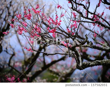 Late-blooming plum blossoms at Kochi Castle 137582031