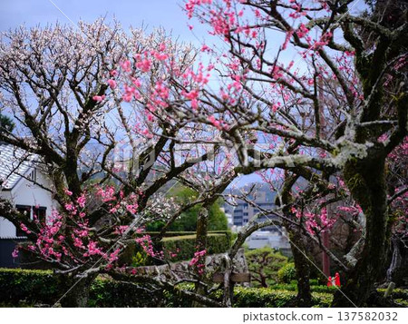 Late-blooming plum blossoms at Kochi Castle Late-blooming plum blossoms at Kochi Castle 137582032