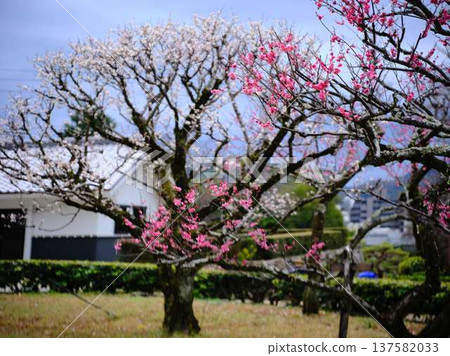 Late-blooming plum blossoms at Kochi Castle 137582033