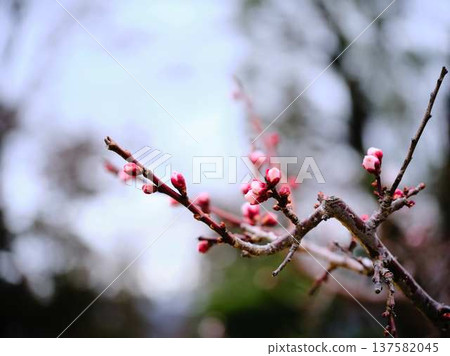 Late-blooming plum blossoms at Kochi Castle Late-blooming plum blossoms at Kochi Castle 137582045