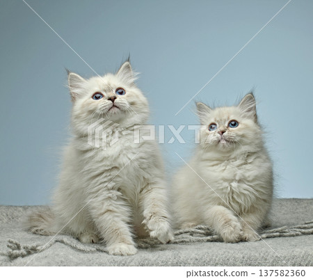 White Siberian colorpoint kittens Neva Masquerade with blue eyes White Siberian colorpoint kittens Neva Masquerade with blue eyes 137582360