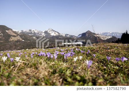 Crocuses at Heuberg mountain tour in springtime 137582790