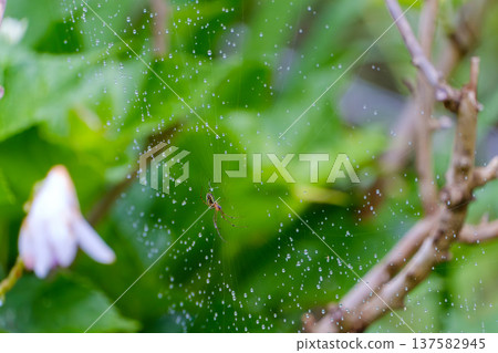 一張沾滿晨露的蜘蛛網,還有一隻小蜘蛛 一張沾滿晨露的蜘蛛網,還有一隻小蜘蛛 137582945