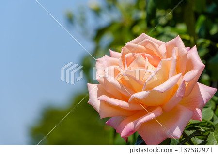 優雅的杏桃粉紅玫瑰在藍天的襯托下格外醒目 137582971