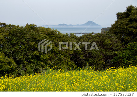 Nagasaki-hana rapeseed flower fields and Himeshima Island floating in the Suo-Nada Sea 137583127
