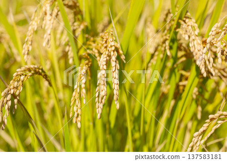 Rice field 137583181
