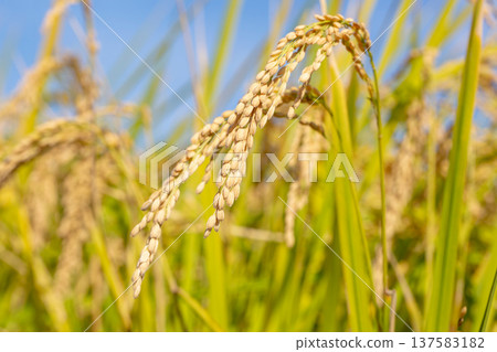 Rice field 137583182