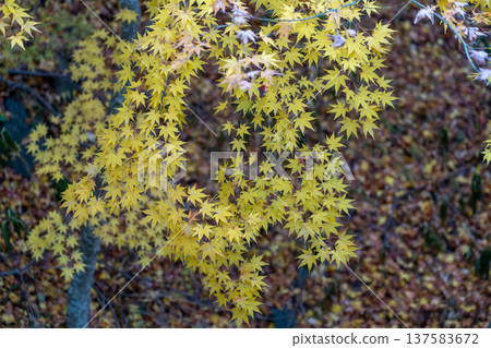 小諸城遺址懷舊花園 小諸城遺址懷舊花園 137583672