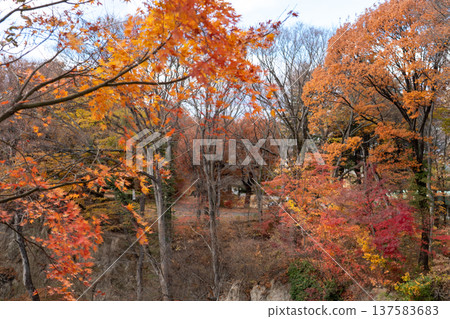 小諸城遺址懷舊花園 小諸城遺址懷舊花園 137583683