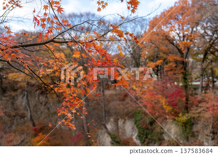 小諸城遺址懷舊花園 小諸城遺址懷舊花園 137583684