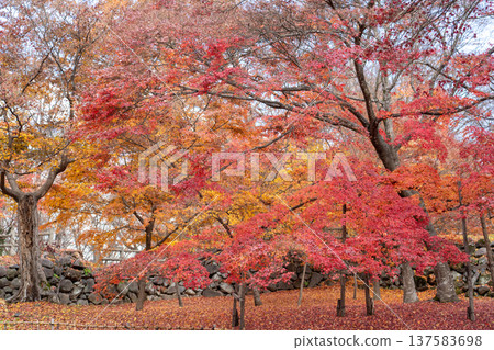 小諸城遺址懷舊花園 小諸城遺址懷舊花園 137583698