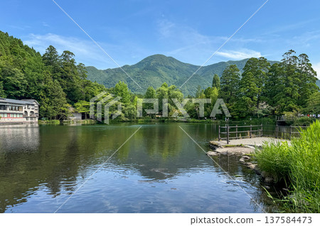 新鮮的綠色湯布院金卡湖 新鮮的綠色湯布院金卡湖 137584473