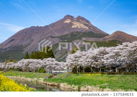 Yufuin Cherry blossoms lined with rape blossoms and Yufudake 137584635
