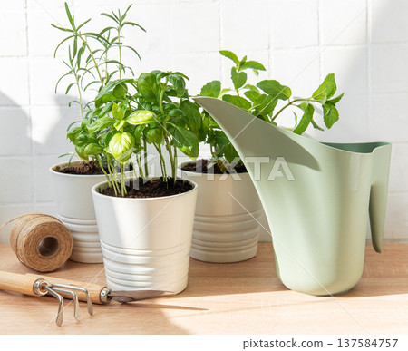 Fresh herbs growing in pots with gardening tools Fresh herbs growing in pots with gardening tools 137584757