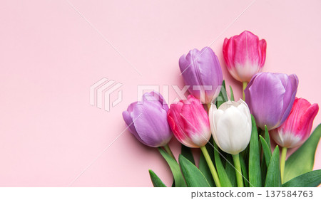Colorful tulip bouquet blooming on pink background Colorful tulip bouquet blooming on pink background 137584763