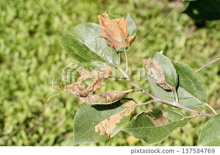 Apple tree leaf damaged by disease or pest, with brown dry spots from fungal infection or insect activity. Agricultural issues, climate impacts 137584769