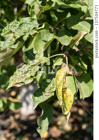 Apple tree branch with leaves affected by disease pests, displaying yellowing, spots, curling, various signs of poor health. Agricultural issues Apple tree branch with leaves affected by disease pests, displaying yellowing, spots, curling, various signs of poor health. Agricultural issues 137584771