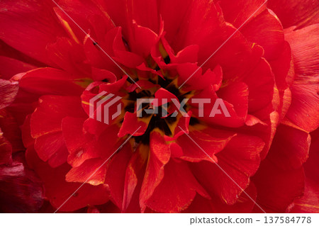 amazing beautiful terry vibrant red tulip flower blooming. extreme macro floral background . spring season 137584778