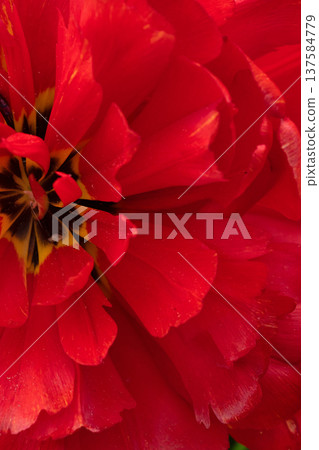 amazing beautiful terry vibrant red tulip flower blooming. extreme macro floral background . spring season 137584779