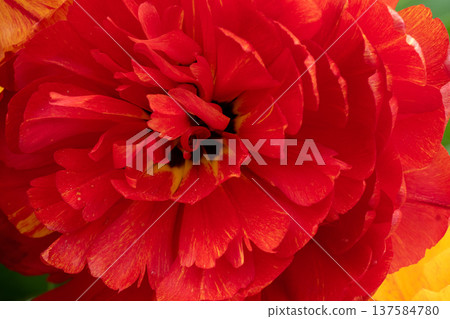 amazing beautiful terry vibrant red tulip flower blooming. extreme macro floral background . spring season amazing beautiful terry vibrant red tulip flower blooming. extreme macro floral background . spring season 137584780