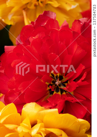 amazing beautiful terry vibrant red-yellow tulip flower blooming. extreme macro floral background . spring season 137584783