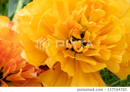 amazing beautiful terry vibrant yellow tulip flower blooming. extreme macro floral background . spring season 137584785