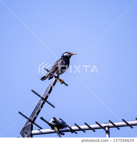 Starling perched on an antenna Starling perched on an antenna 137584829