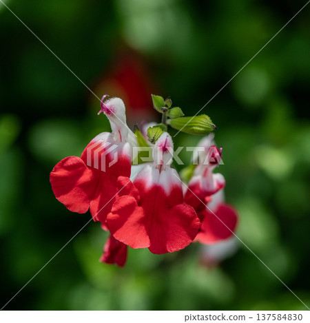 red flower red flower 137584830