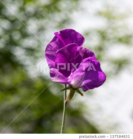 A single sweet pea stands out among the greenery A single sweet pea stands out among the greenery 137584831